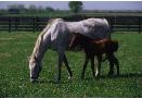 marefoal